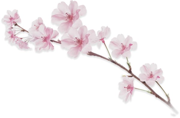 ветка цветущей сакуры