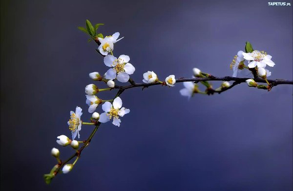 цветущие ветки