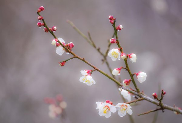 цветущие ветки