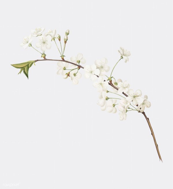 искусственные цветы