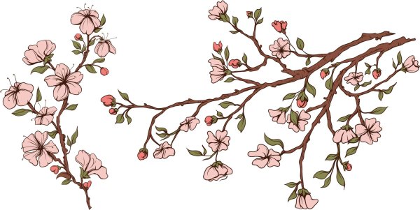 ветви сакуры референс