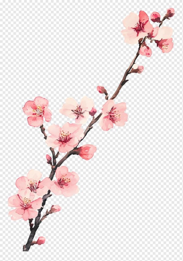 цветки сакуры