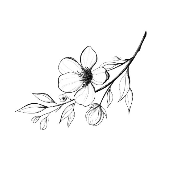 эскиз цветка