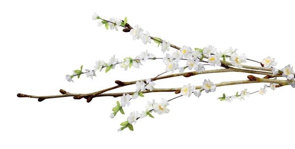 весенние веточки