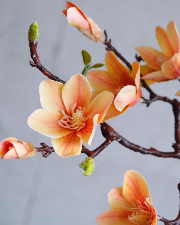 магнолия персиковая