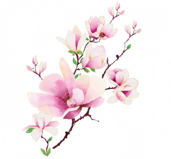 магнолия суланжа акварель