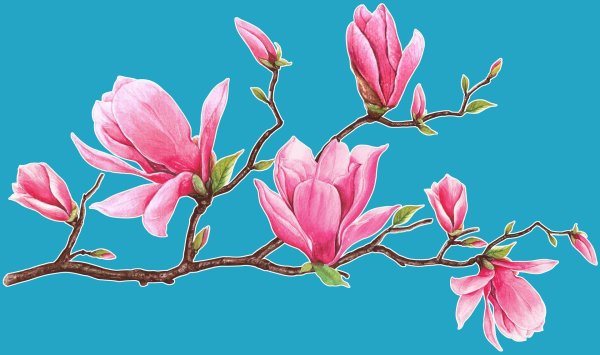 магнолии суланжа