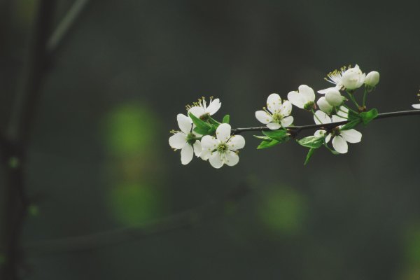 весенние веточки