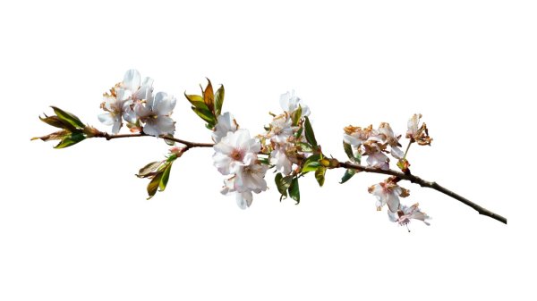 прунус ветки