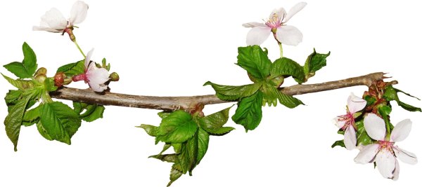 ветка клипарт