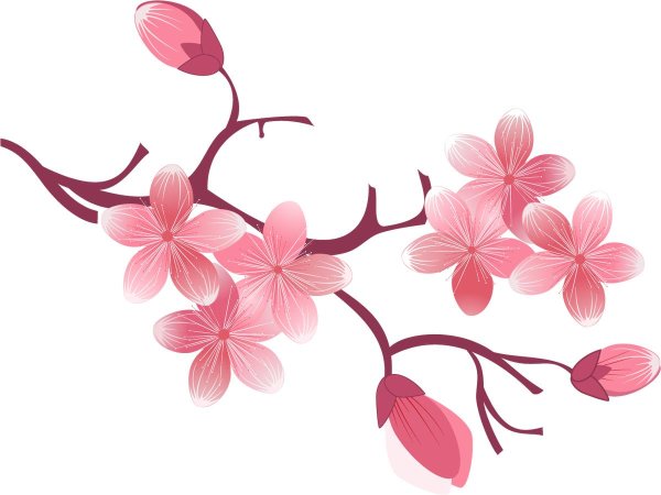 цветок сакуры без фона