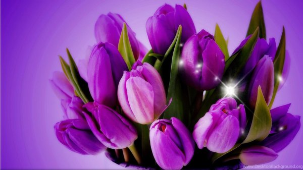 открытка с тюльпанами