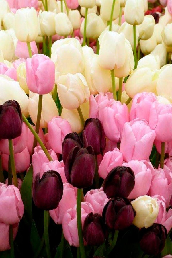 тюльпаны разных цветов