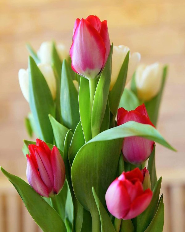 тюльпан цветок