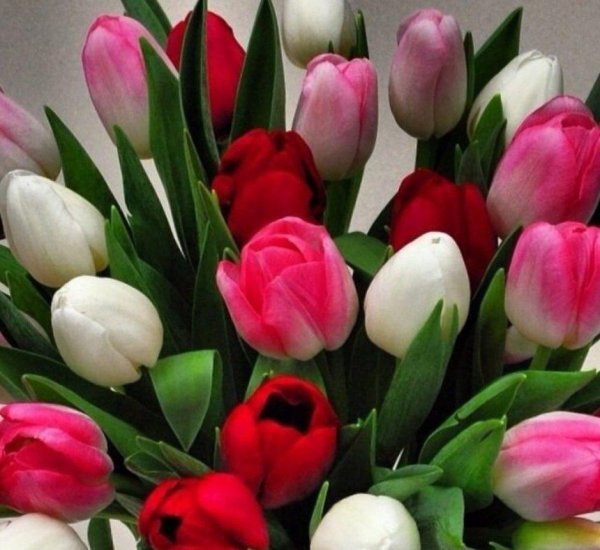 красивые букеты тюльпанов