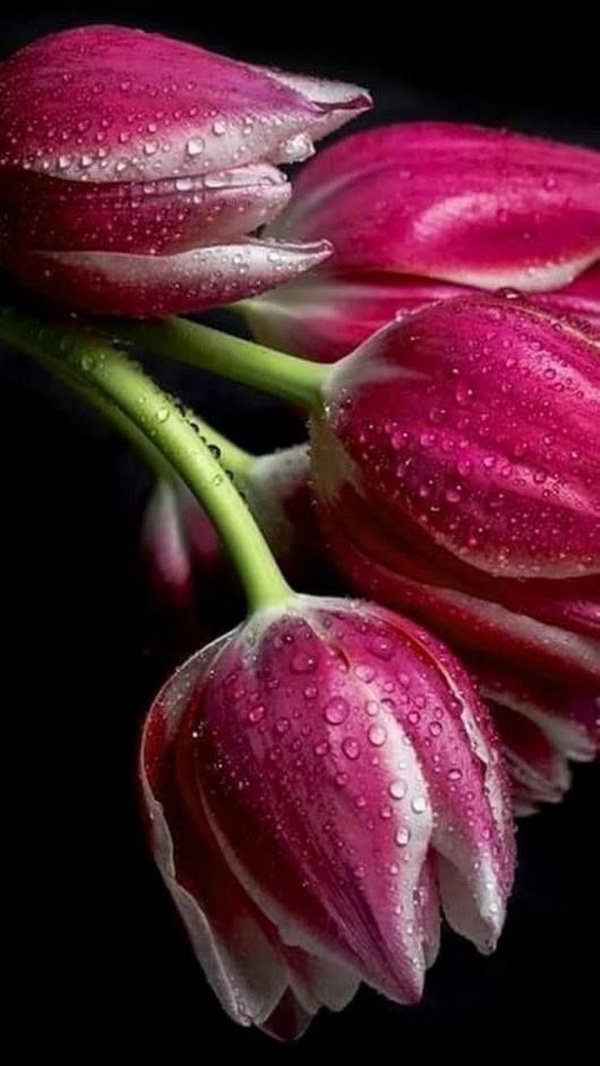 цветок красивый