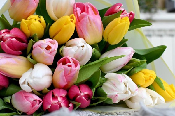 разноцветные тюльпаны