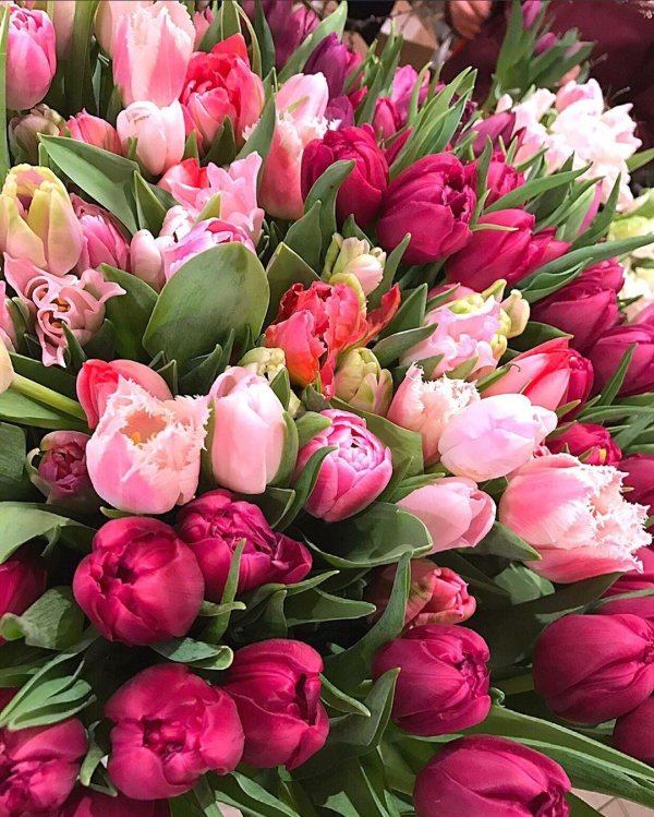 С цветами тюльпанами