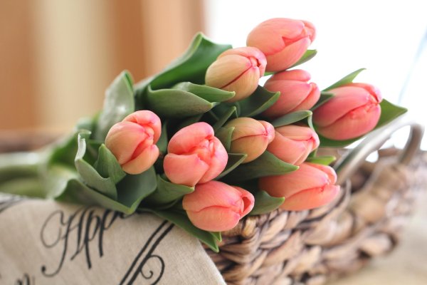 тюльпан цветок