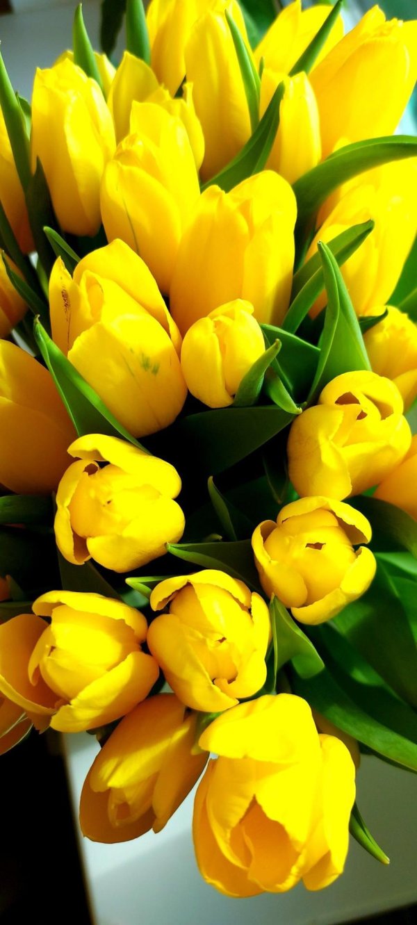 жëлтые тюльпаны