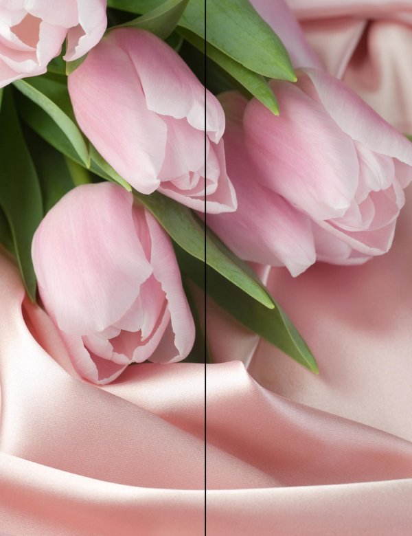 фон тюльпанов