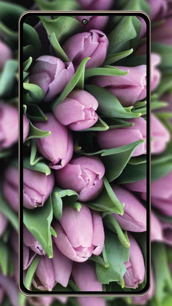 тюльпан пурпл скай