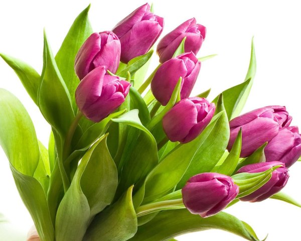 открытки с тюльпанами красивые