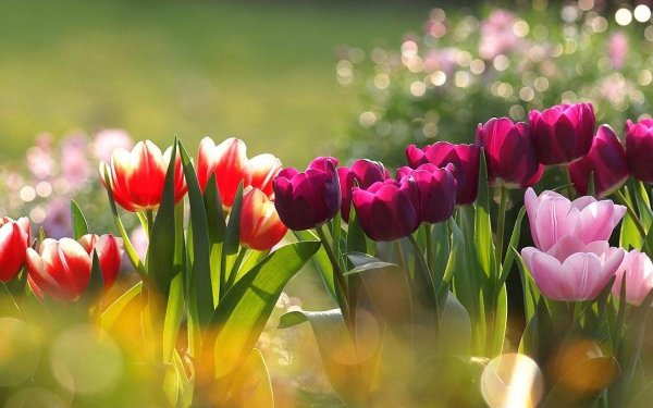 цветок тюльпана