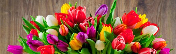 мелкоцветные тюльпаны