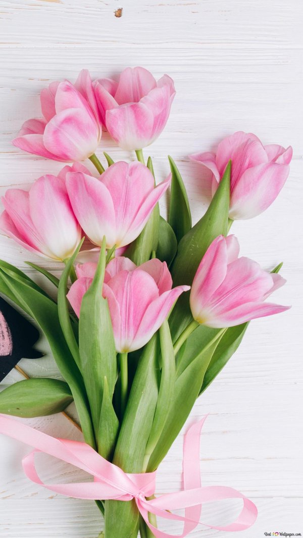 нежные тюльпаны