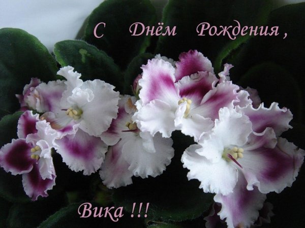 Вика ты самая девушка