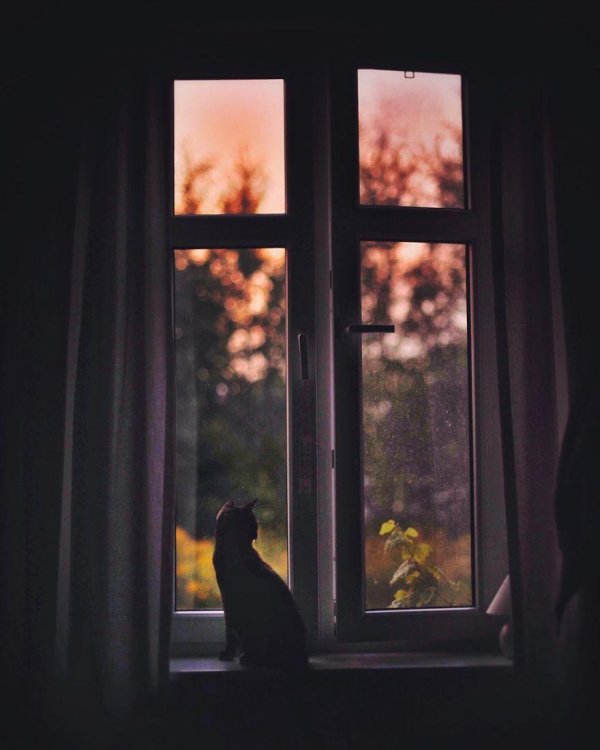 Девушка вечером у окна