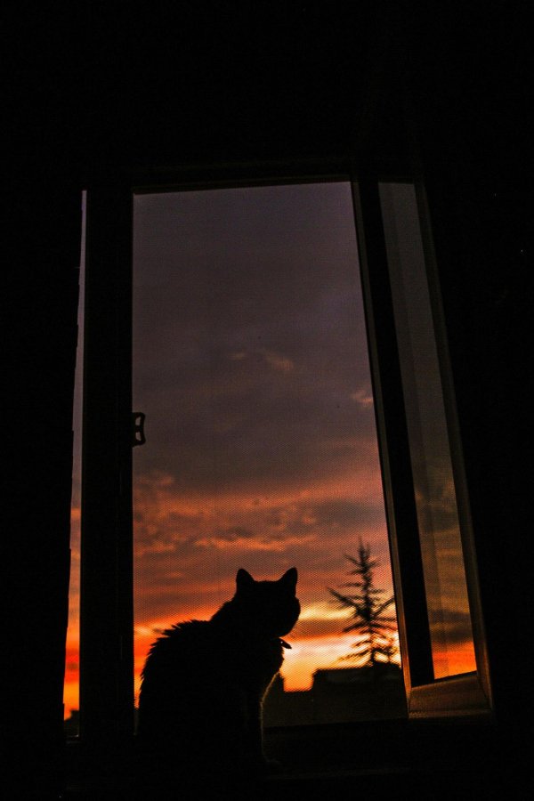 Девушка вечером у окна