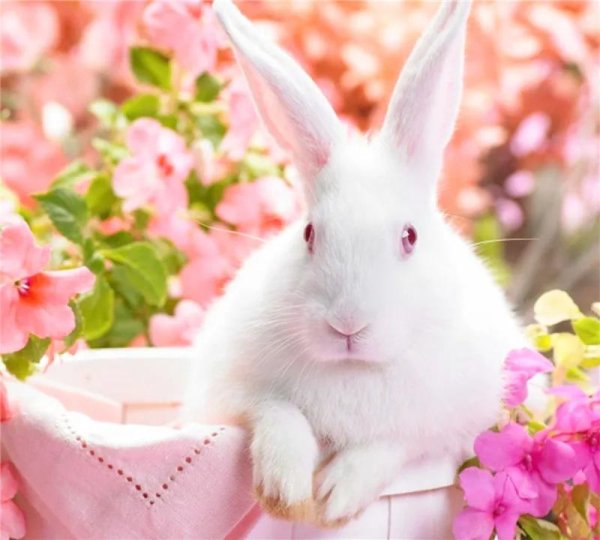 белые кролики