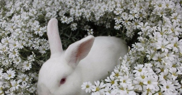 белые кролики