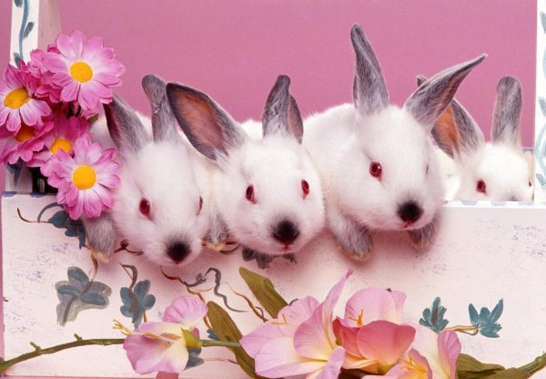 калифорнийская порода кроликов