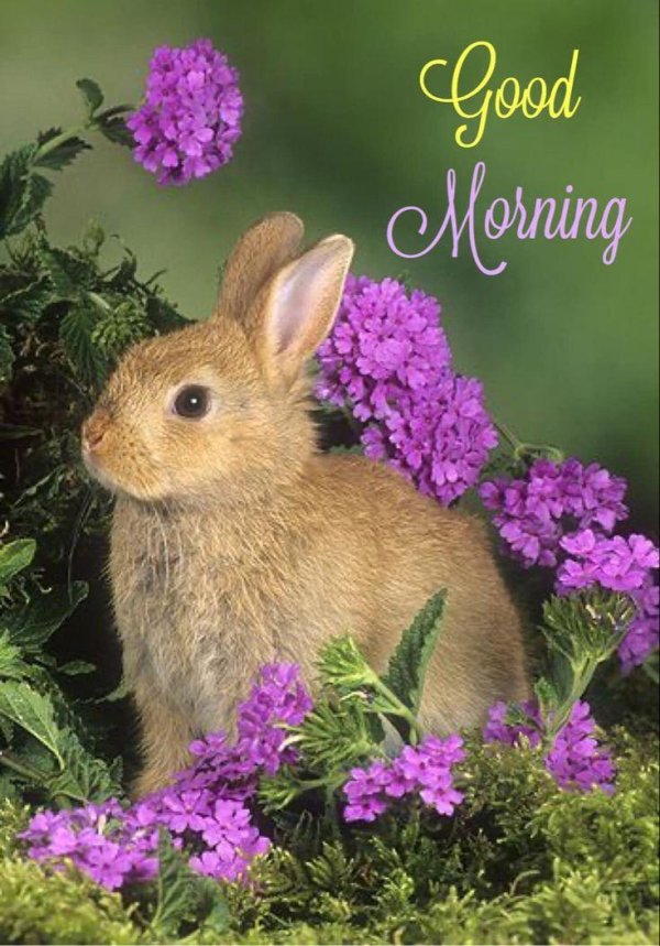 цветы и зверюшки