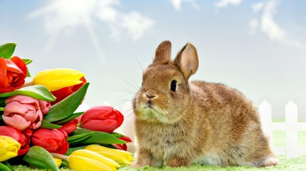 европейский кролик