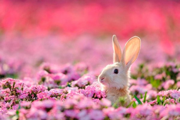 красивые зайцы