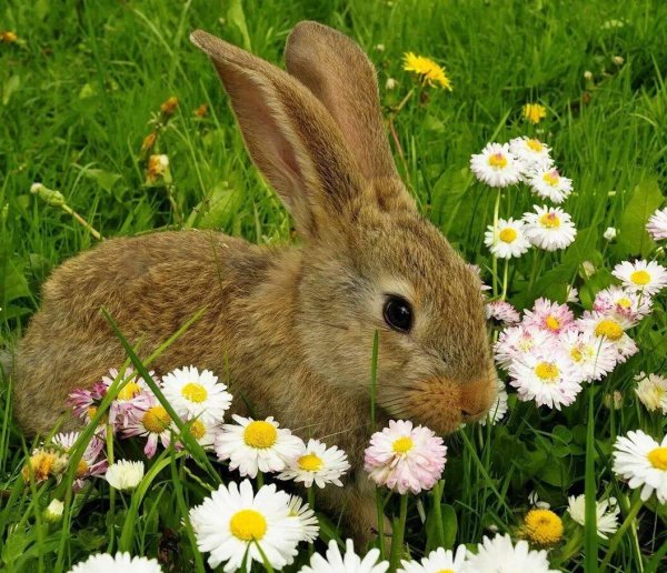 лето животные