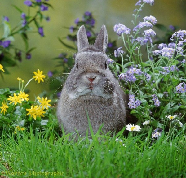 красивые зайцы