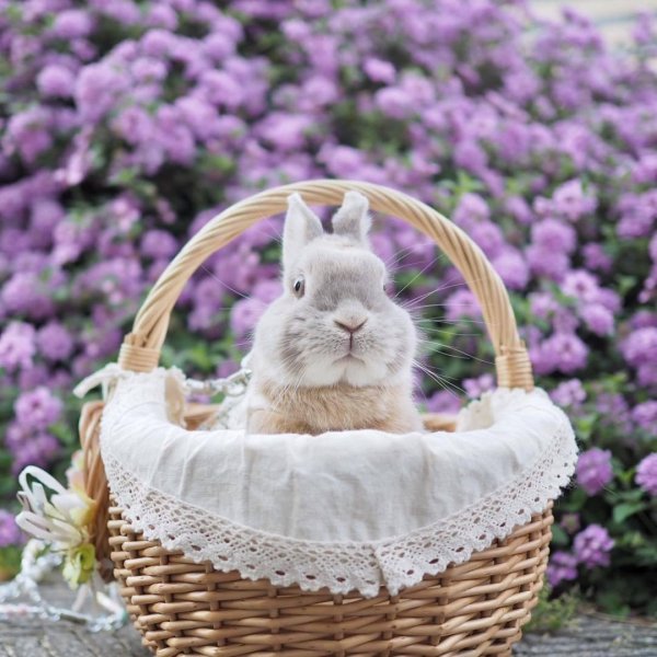 крольчата в корзинке