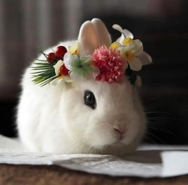 красивые зайчики