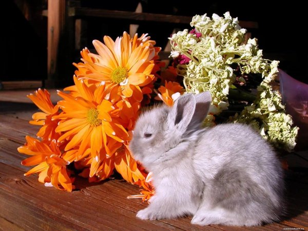 декоративные кролики