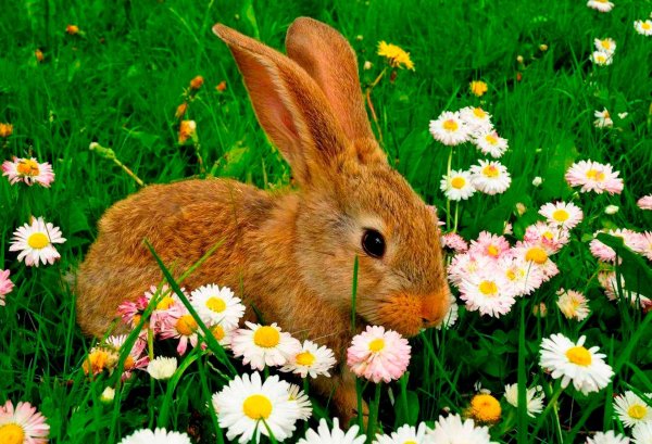 лето животные