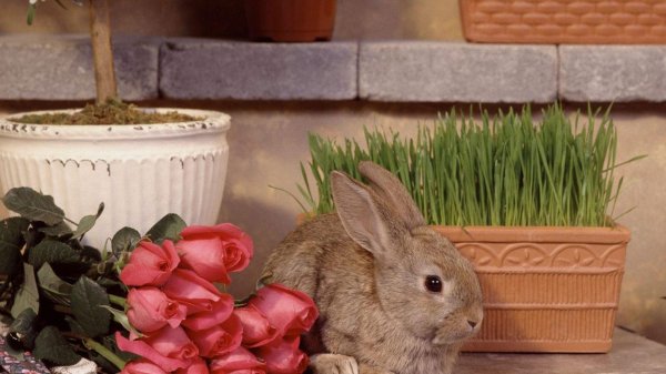 домашние кролики