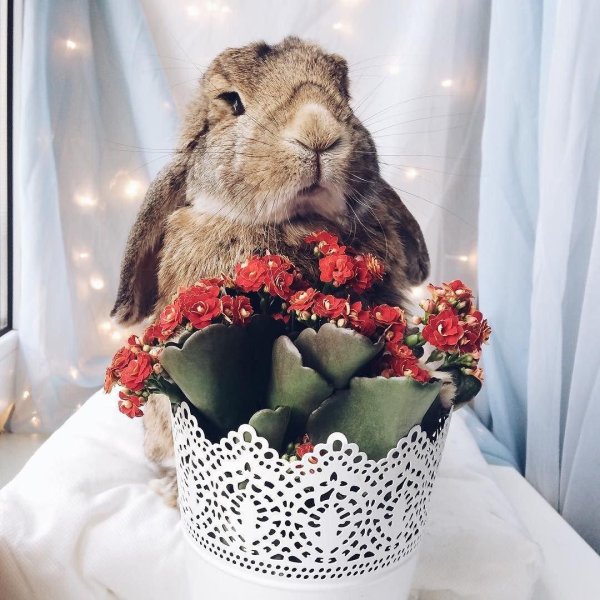 кролик в цветах
