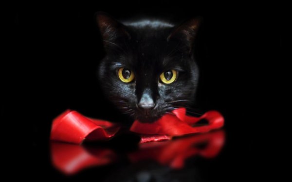 На аватарку девушка с кошкой