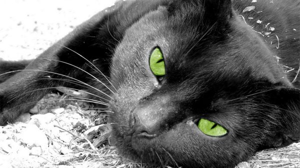 На аватарку девушка с кошкой