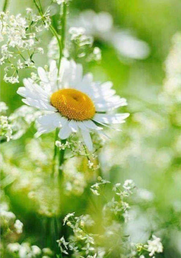 ромашка полевая